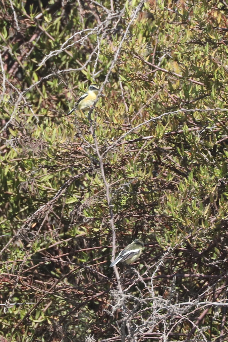 Many-colored Rush Tyrant - ML645794661