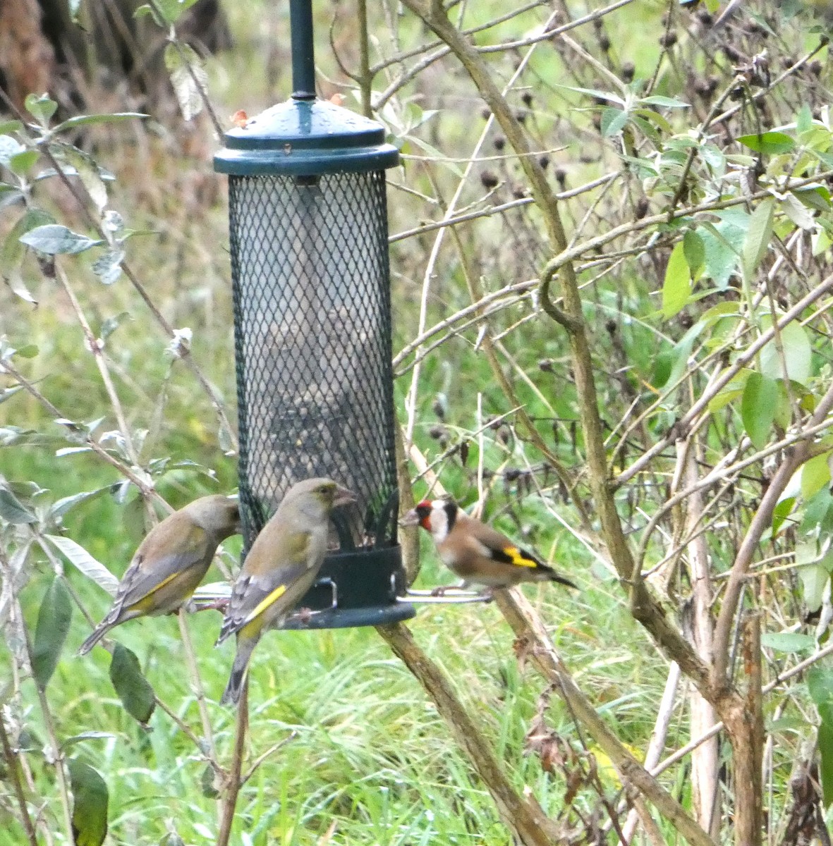 European Goldfinch - ML645794669