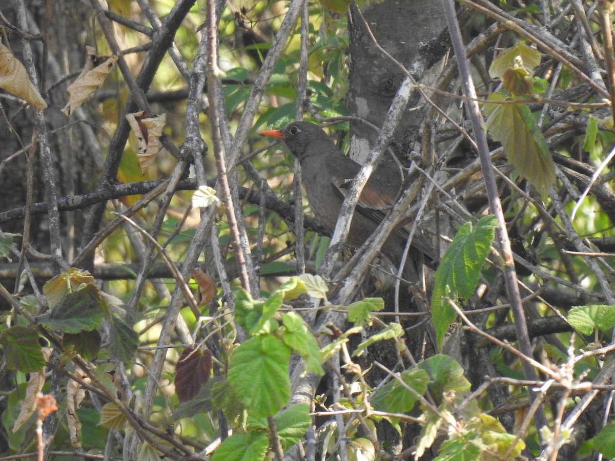 Gray-winged Blackbird - ML645794671