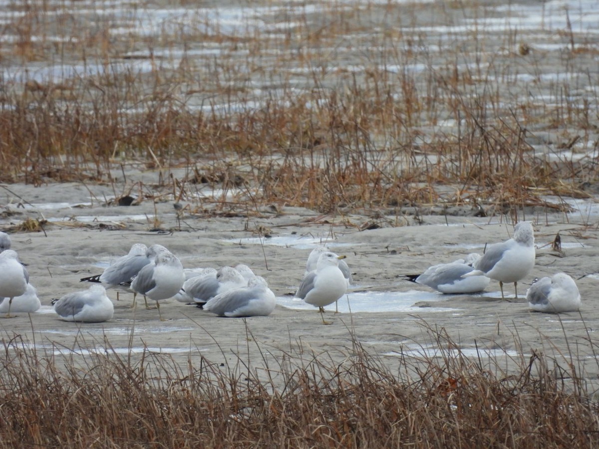 Ring-billed Gull - ML645794672