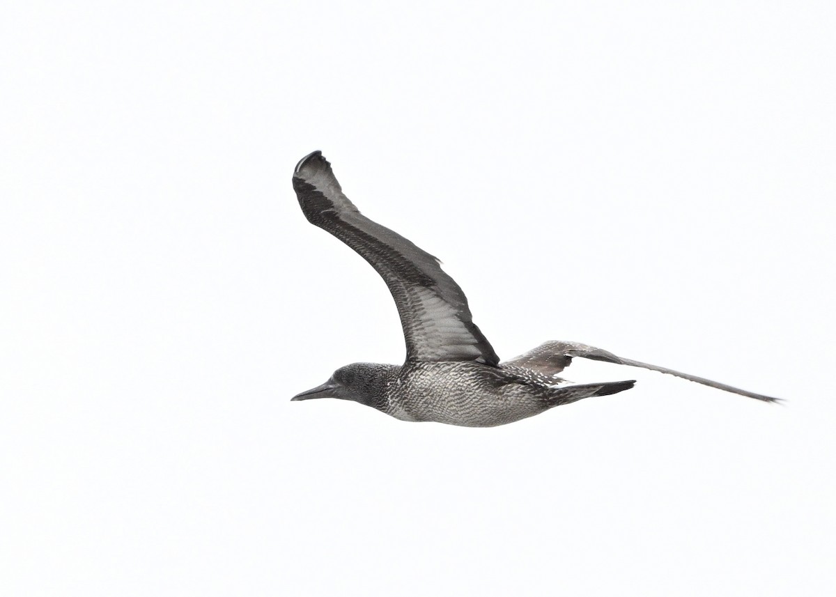 Northern Gannet - ML645794681