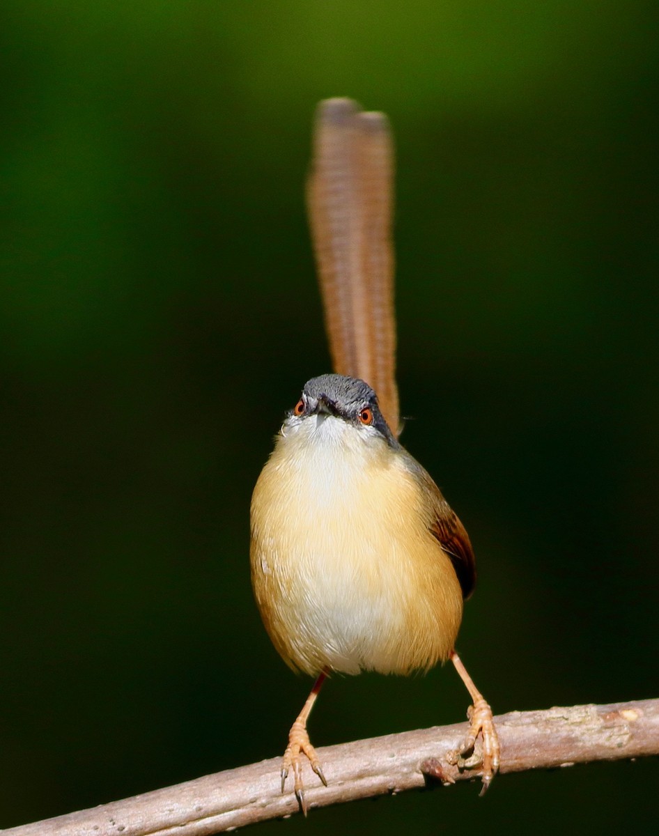 Ashy Prinia - ML645794696
