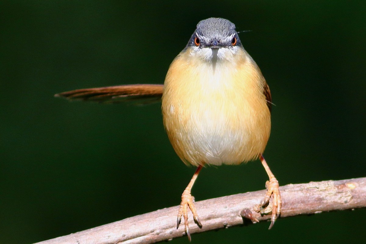 Ashy Prinia - ML645794697