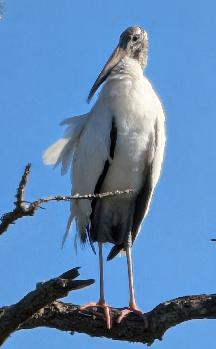 Wood Stork - ML645794700