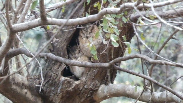 Индийская совка - ML645794712