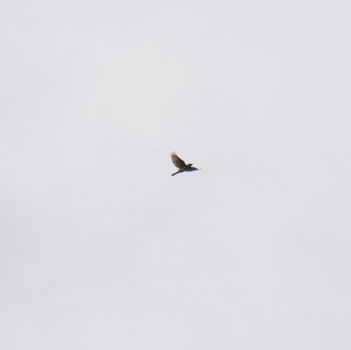 Western Kingbird - ML645794714