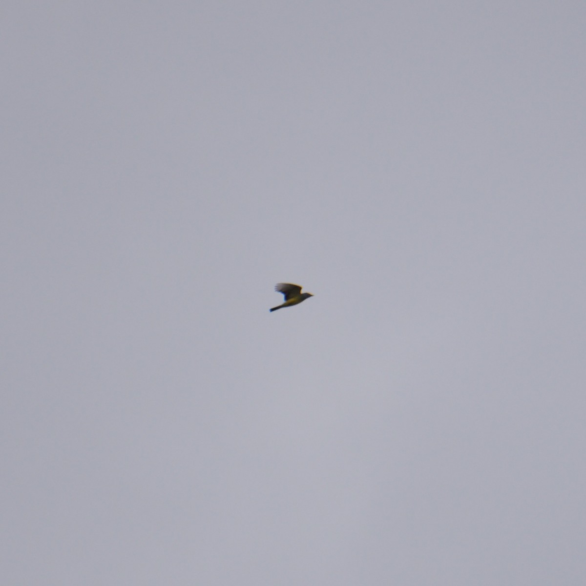 Western Kingbird - ML645794715