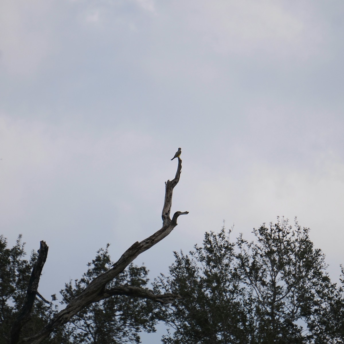 Western Kingbird - ML645794716