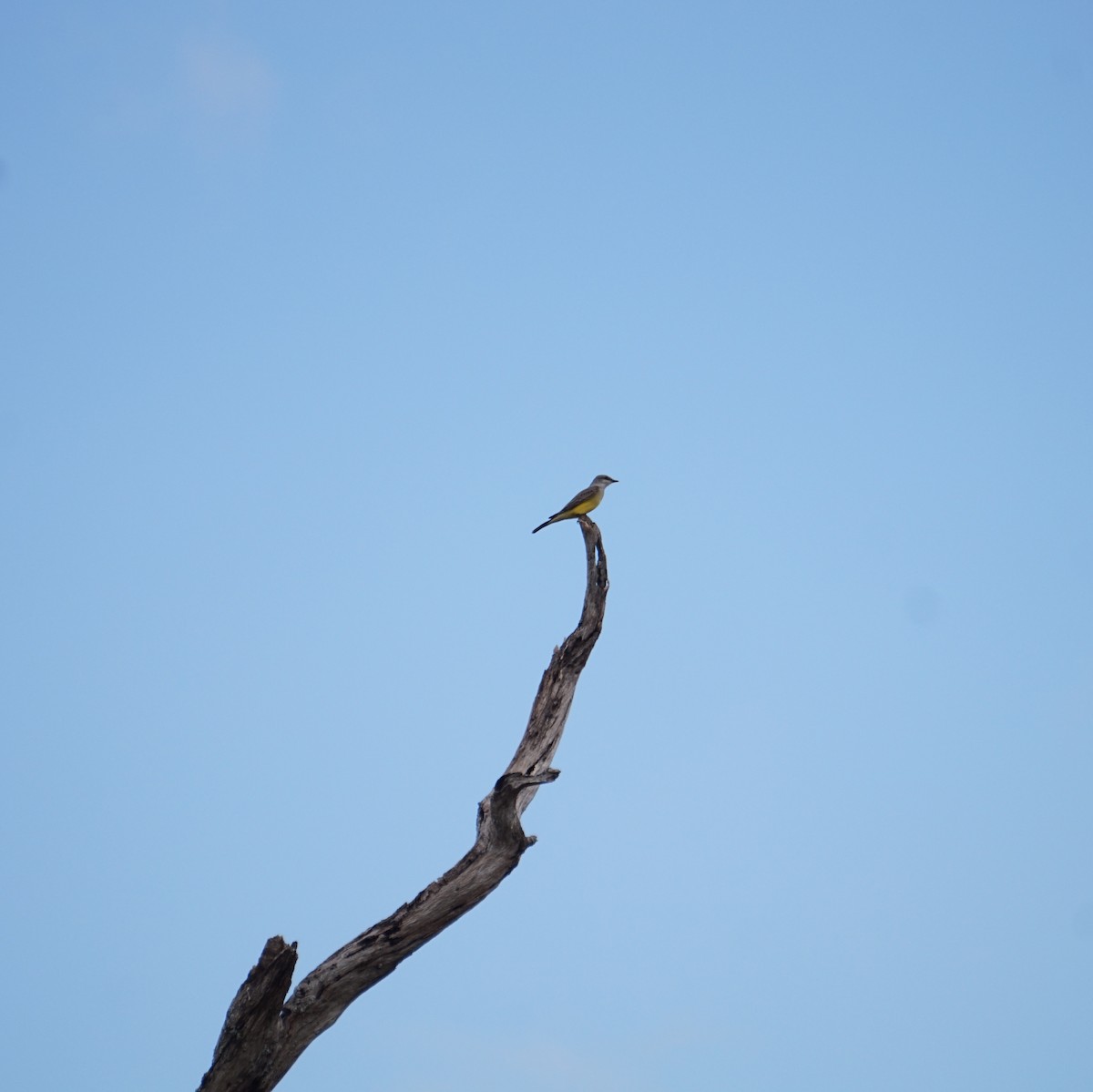Western Kingbird - ML645794717