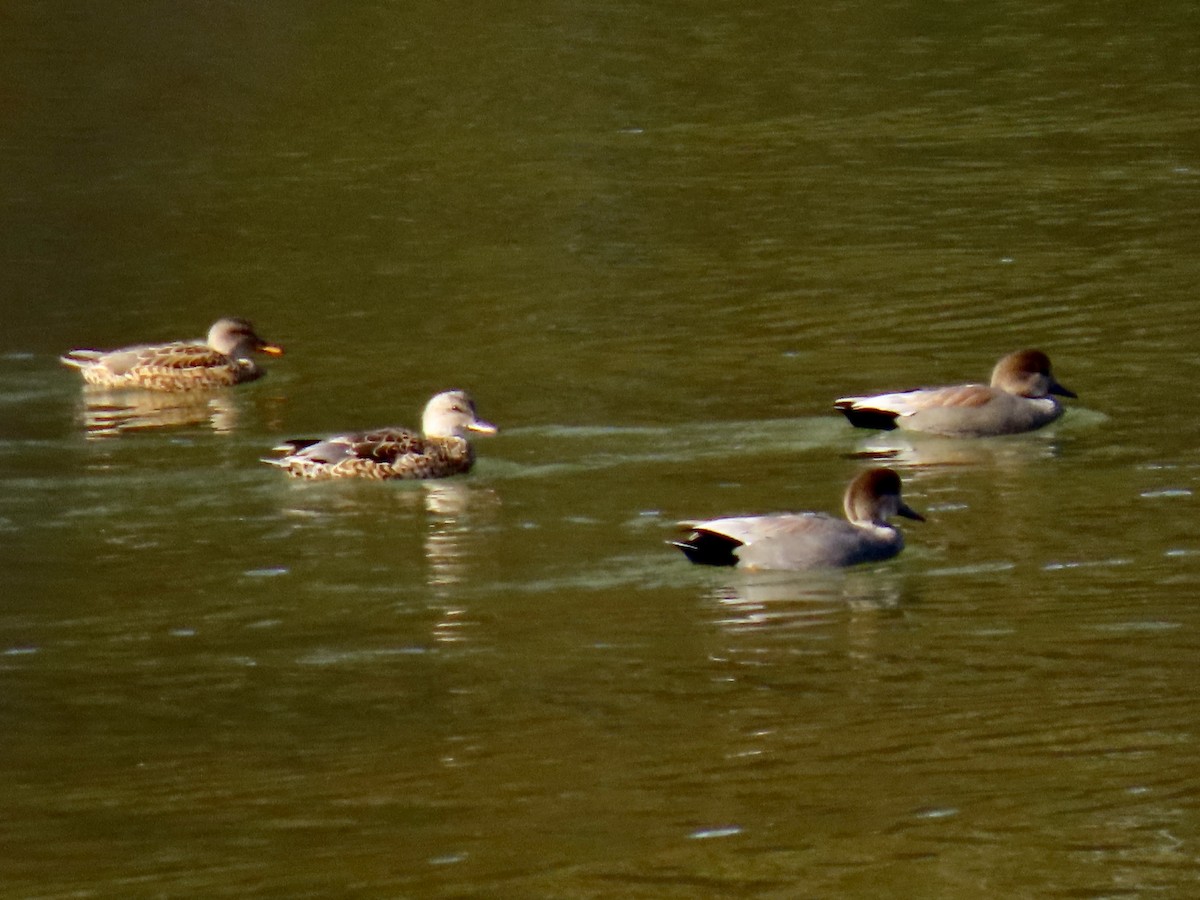 Gadwall - ML645794724