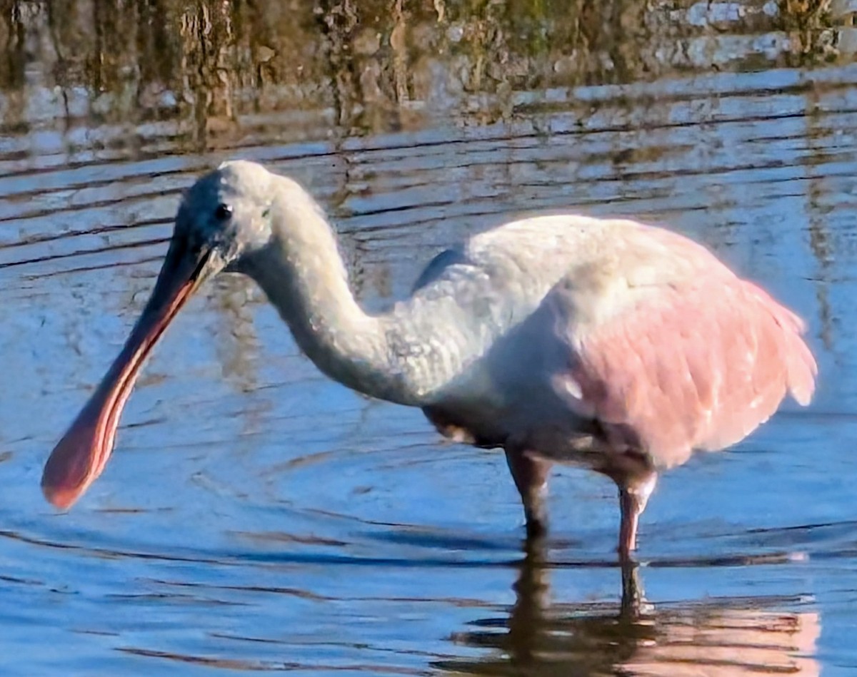 Roseate Spoonbill - ML645794734
