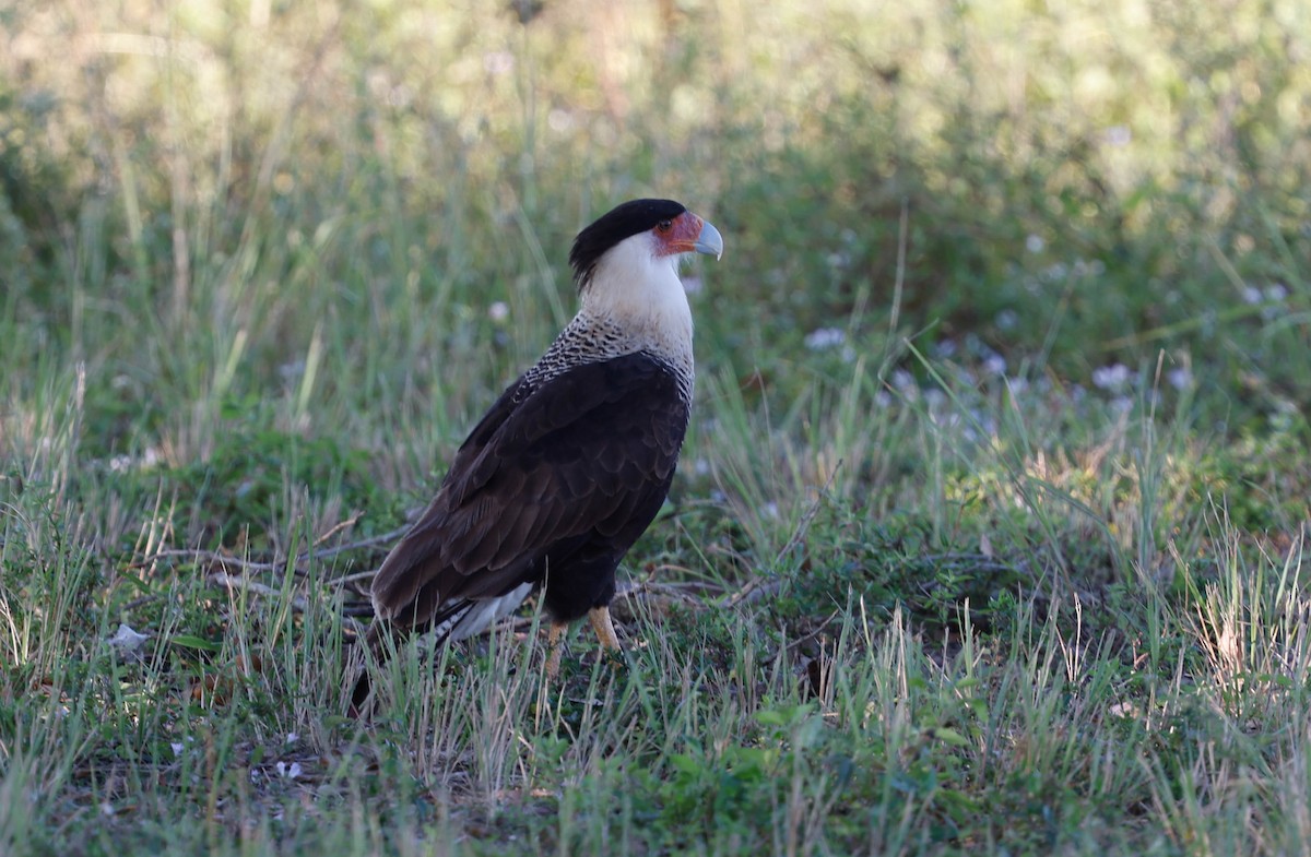 Crested Caracara - ML645794751