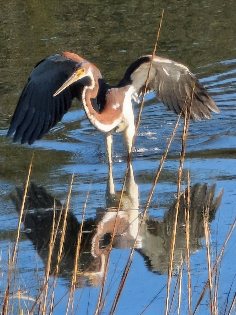 Tricolored Heron - ML645794756
