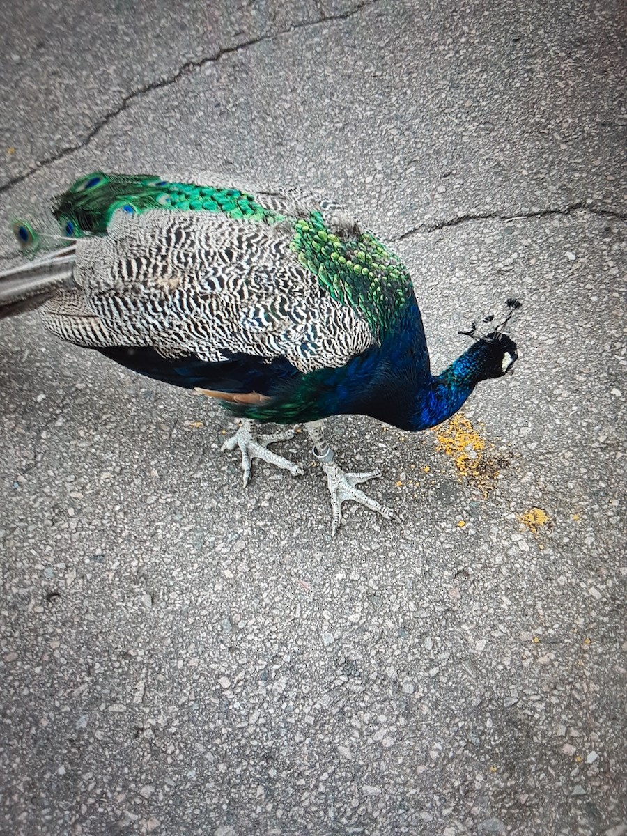 藍孔雀 - ML645794771