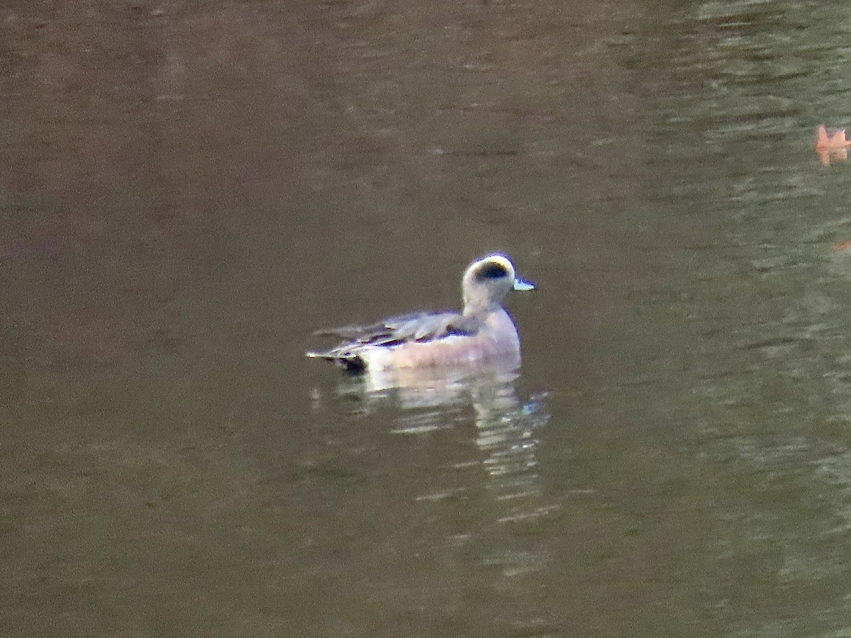 American Wigeon - ML645794809