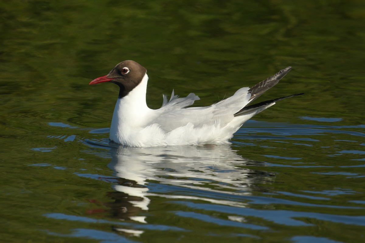 Black-headed Gull - ML645794810