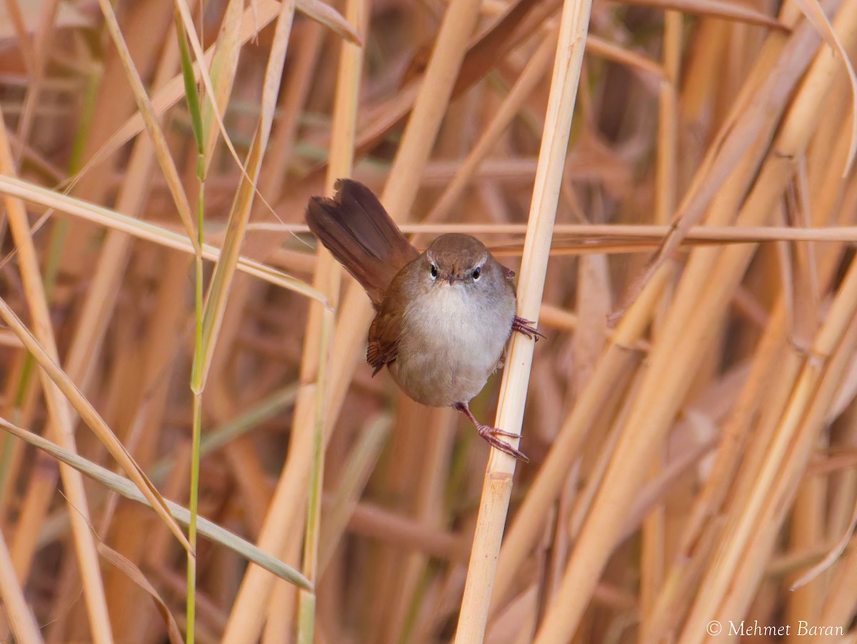 Cetti's Warbler - ML645794811