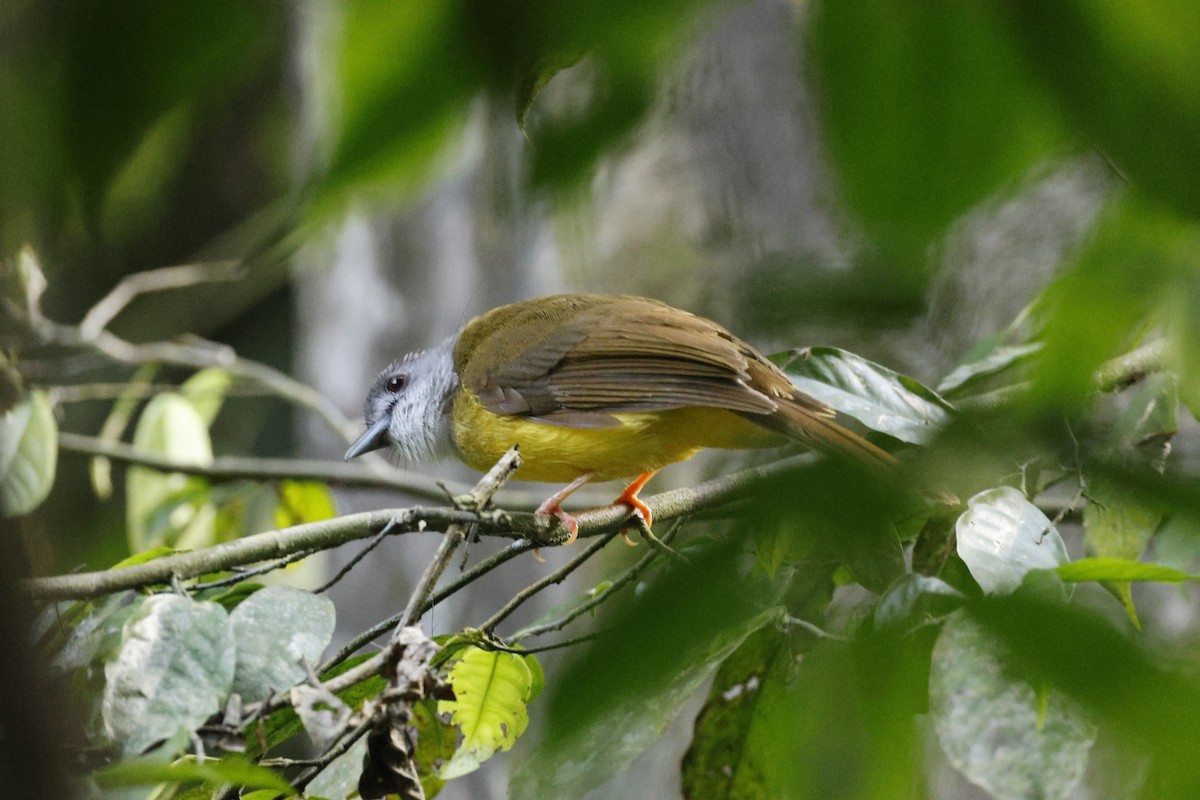 Bulbul Capirotado - ML645794815