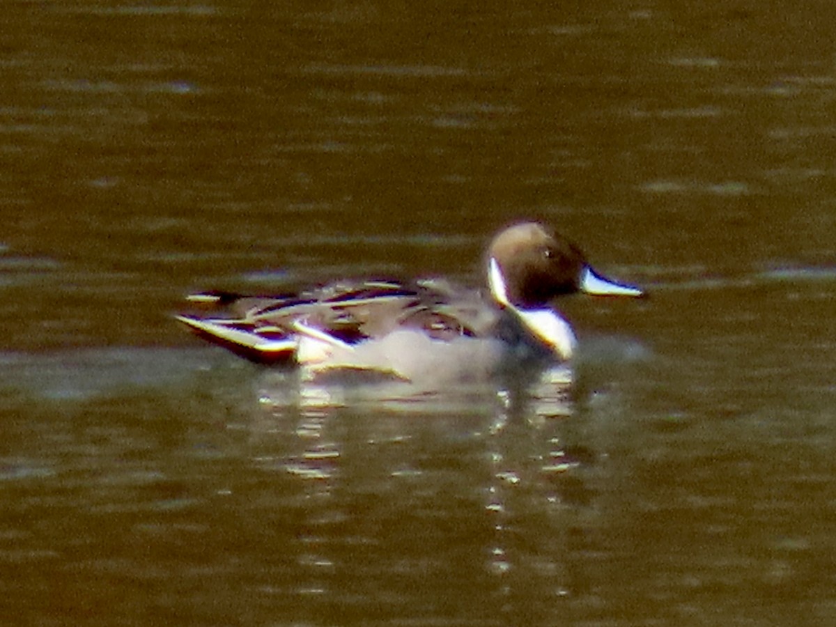 Northern Pintail - ML645794821