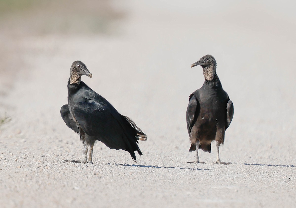 Чёрная катарта - ML645794831