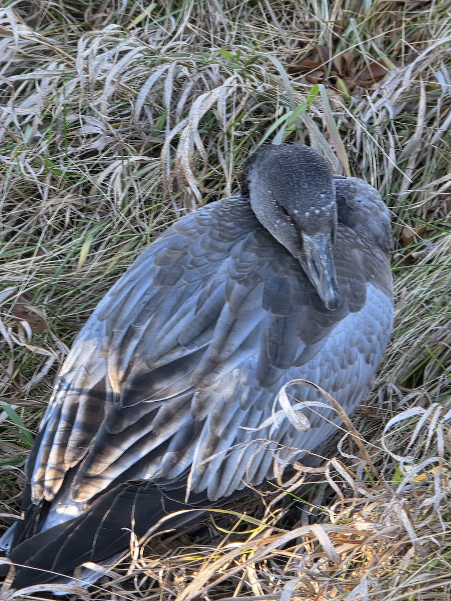 ハクガン - ML645794833