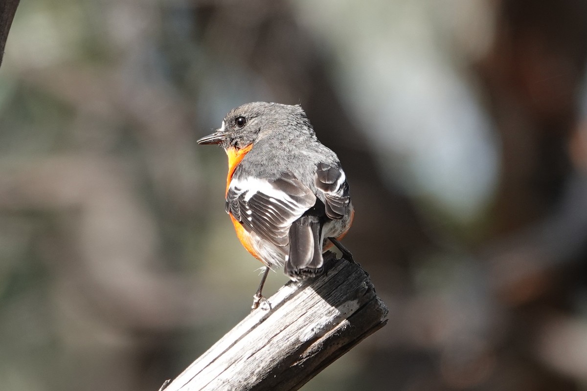 lejsčík ohnivý - ML645794835