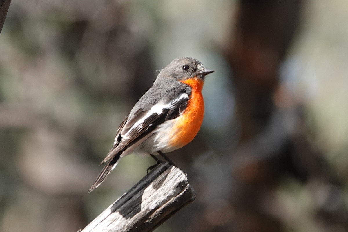 lejsčík ohnivý - ML645794836