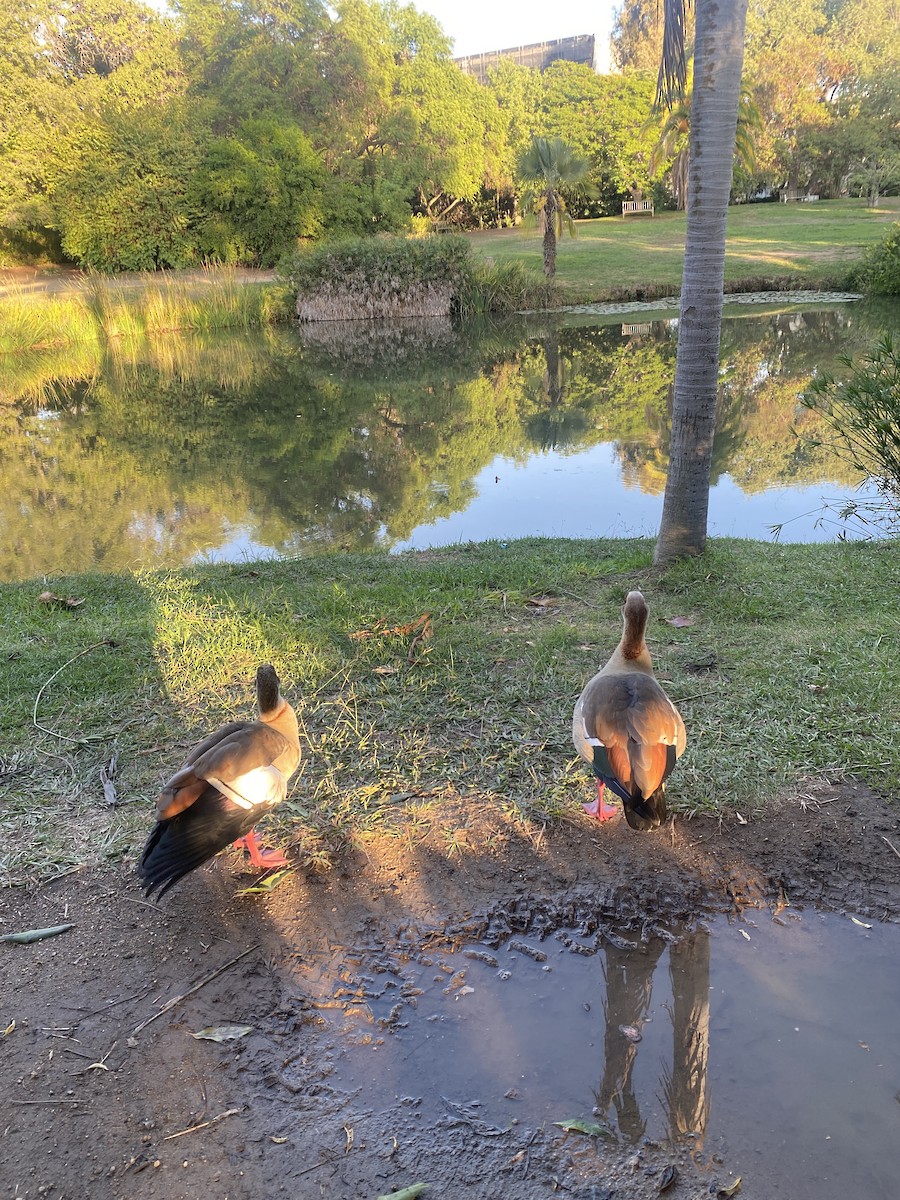 Egyptian Goose - ML645794840