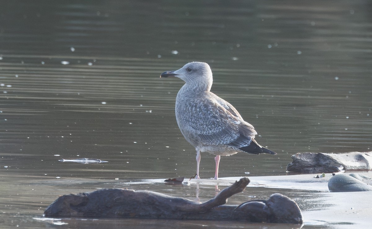 American Herring Gull - ML645794854