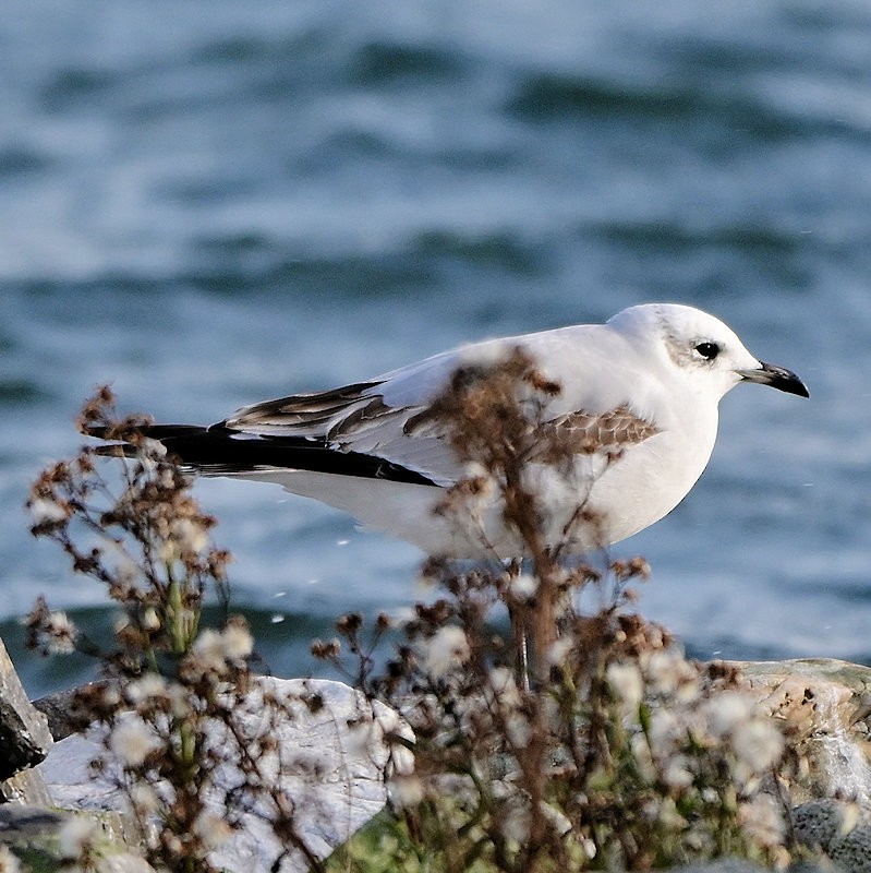 Mediterranean Gull - ML645794859