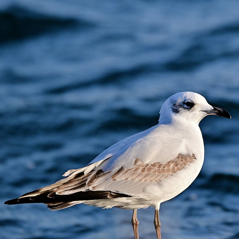Mediterranean Gull - ML645794860