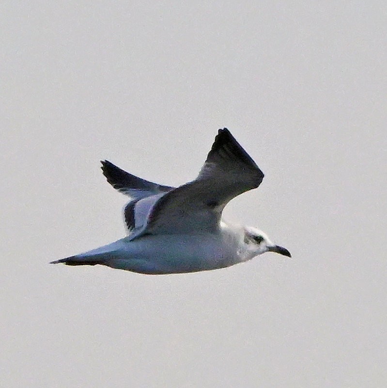 Mediterranean Gull - ML645794861