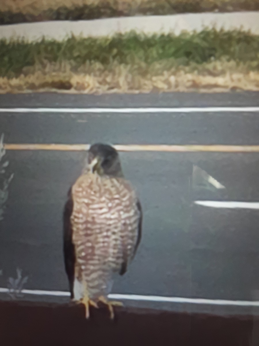 Cooper's Hawk - ML645794867