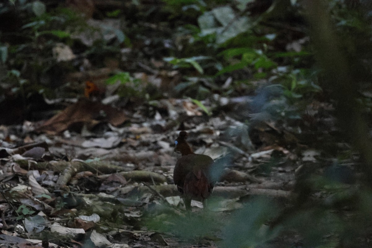 Faisan de Vieillot - ML645794868