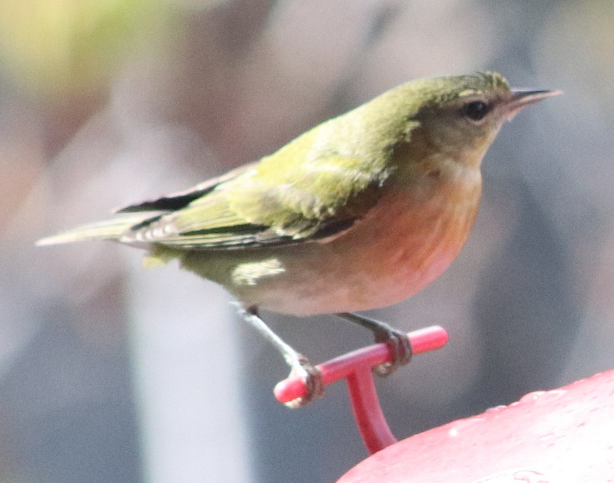 Tennesse Ötleğeni - ML645794899