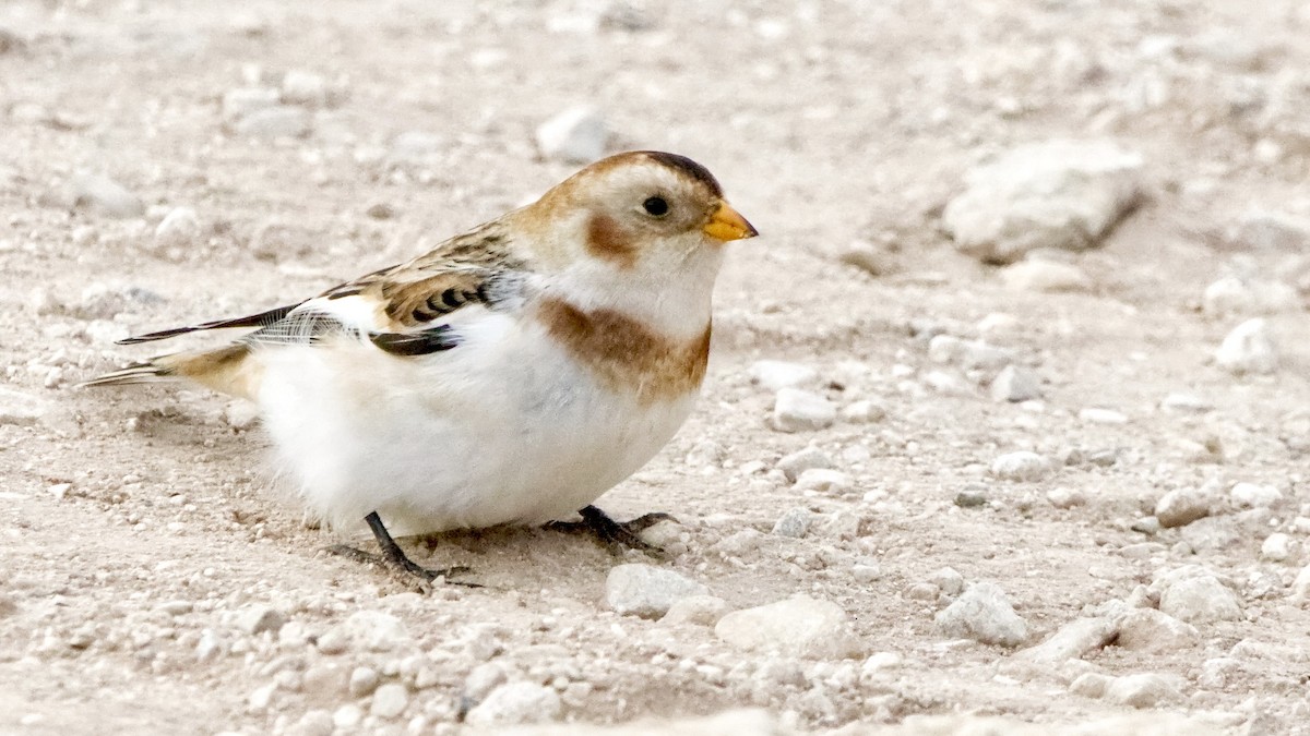 Snow Bunting - ML645794902