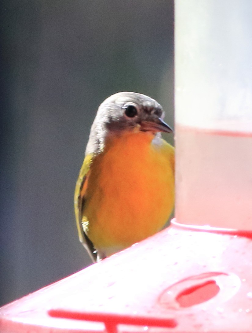 Nashville Warbler - ML645794904