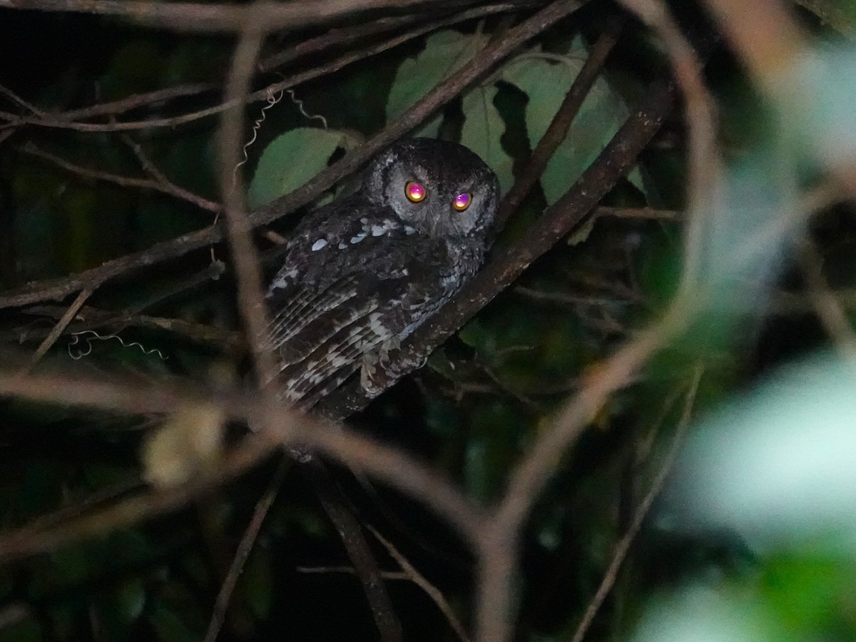 Koepcke's Screech-Owl (Apurimac) - ML645794909