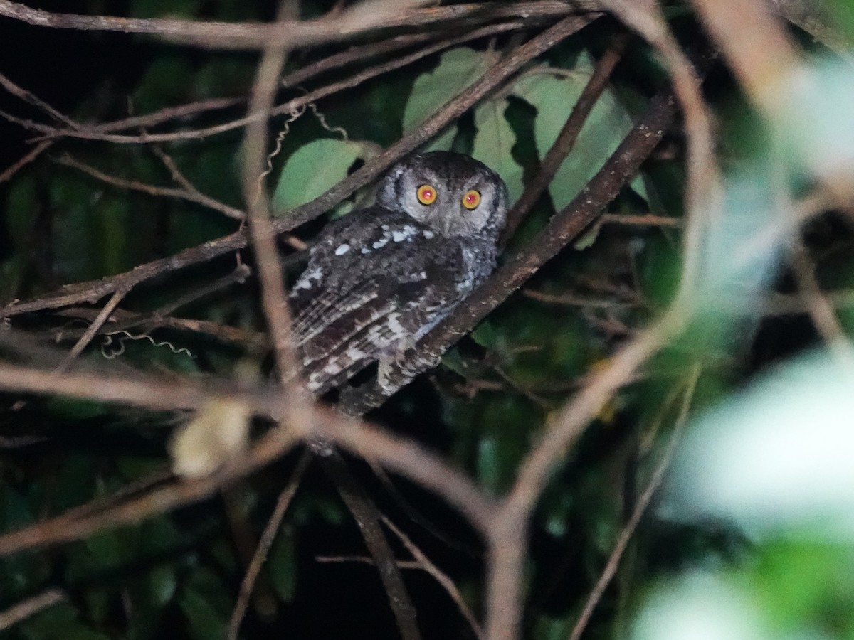 Koepcke's Screech-Owl (Apurimac) - ML645794910