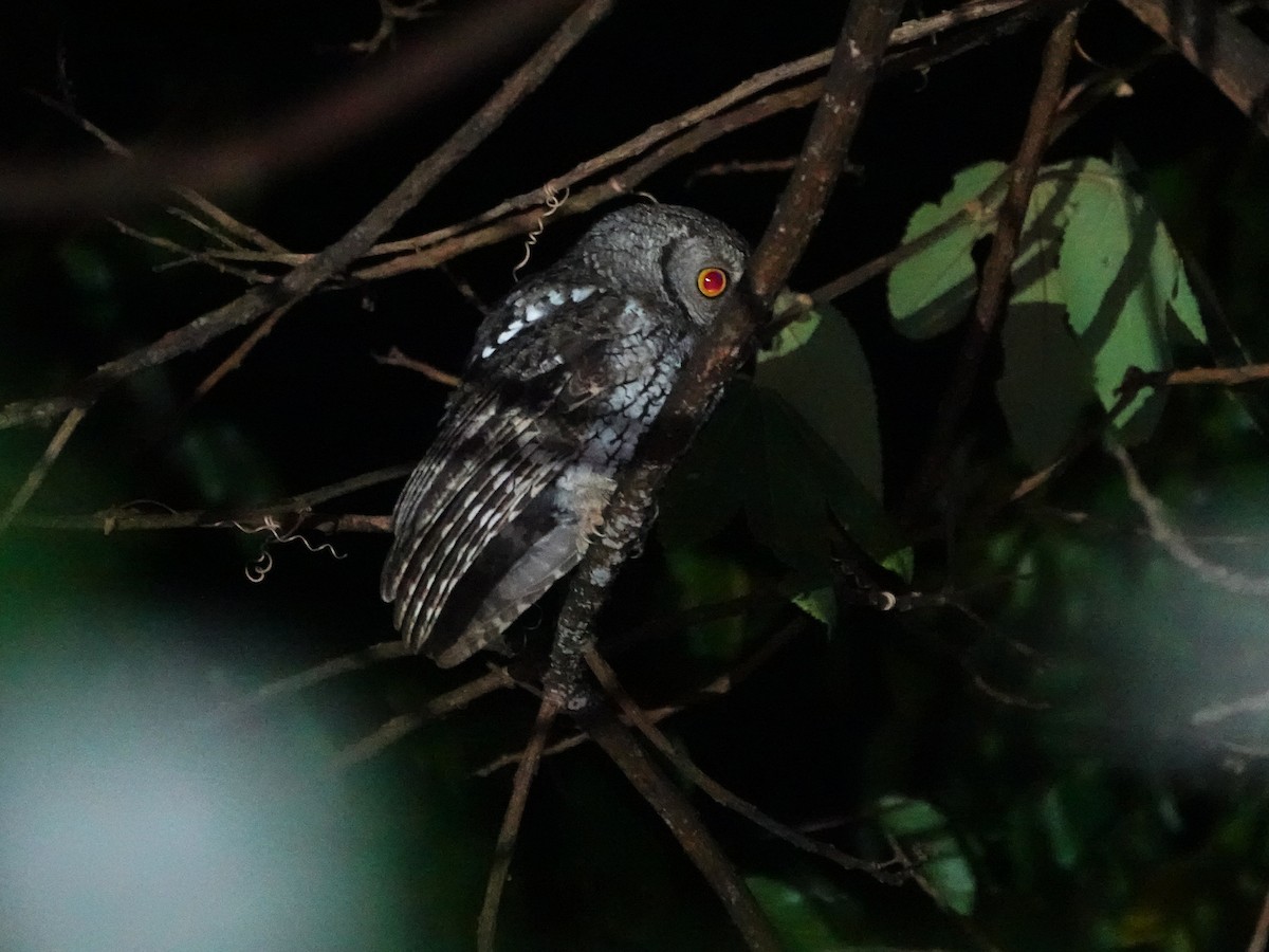 Koepcke's Screech-Owl (Apurimac) - ML645794911