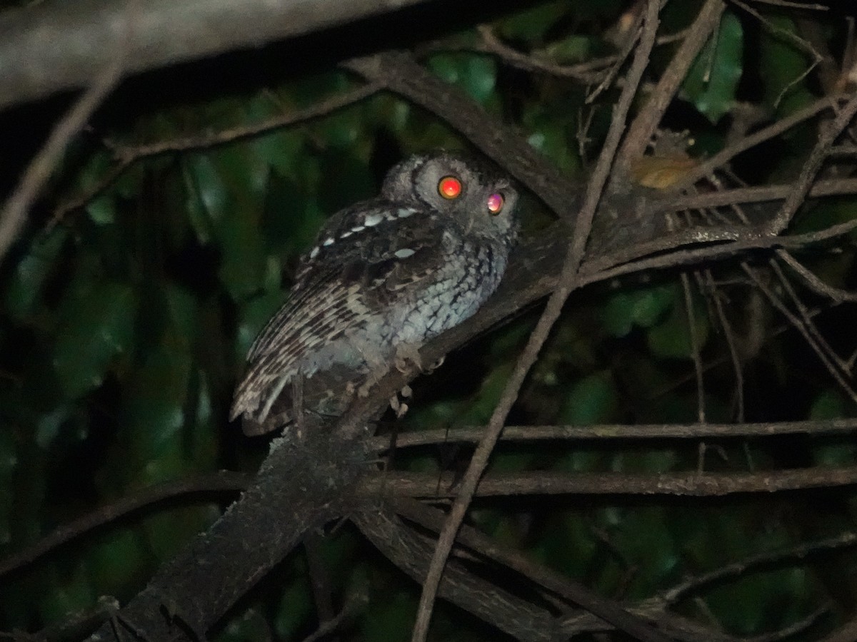 Koepcke's Screech-Owl (Apurimac) - ML645794912