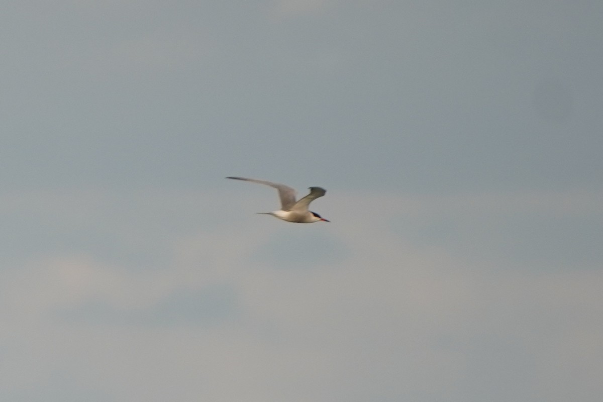 Common Tern - ML645794913