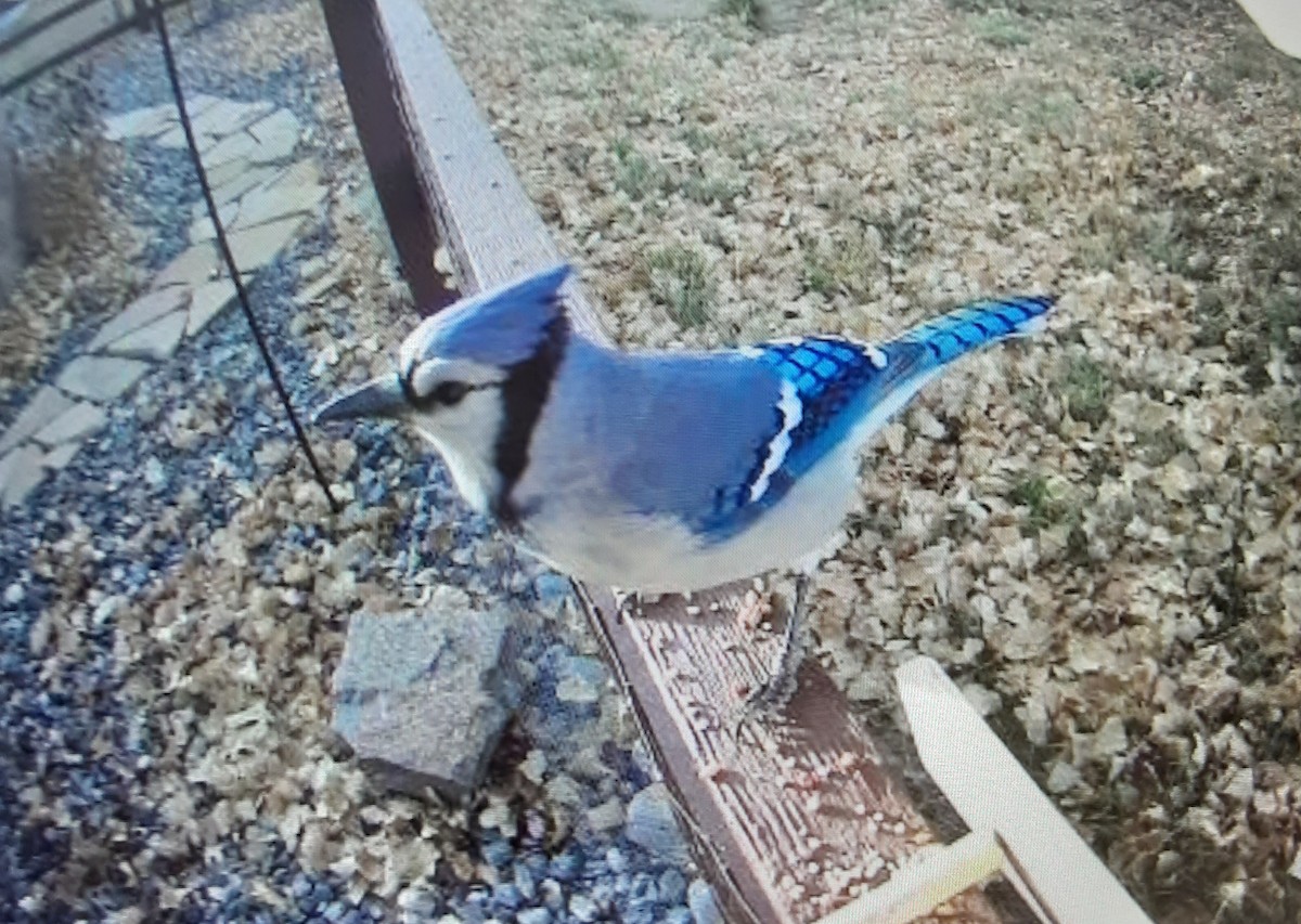 Blue Jay - ML645794920