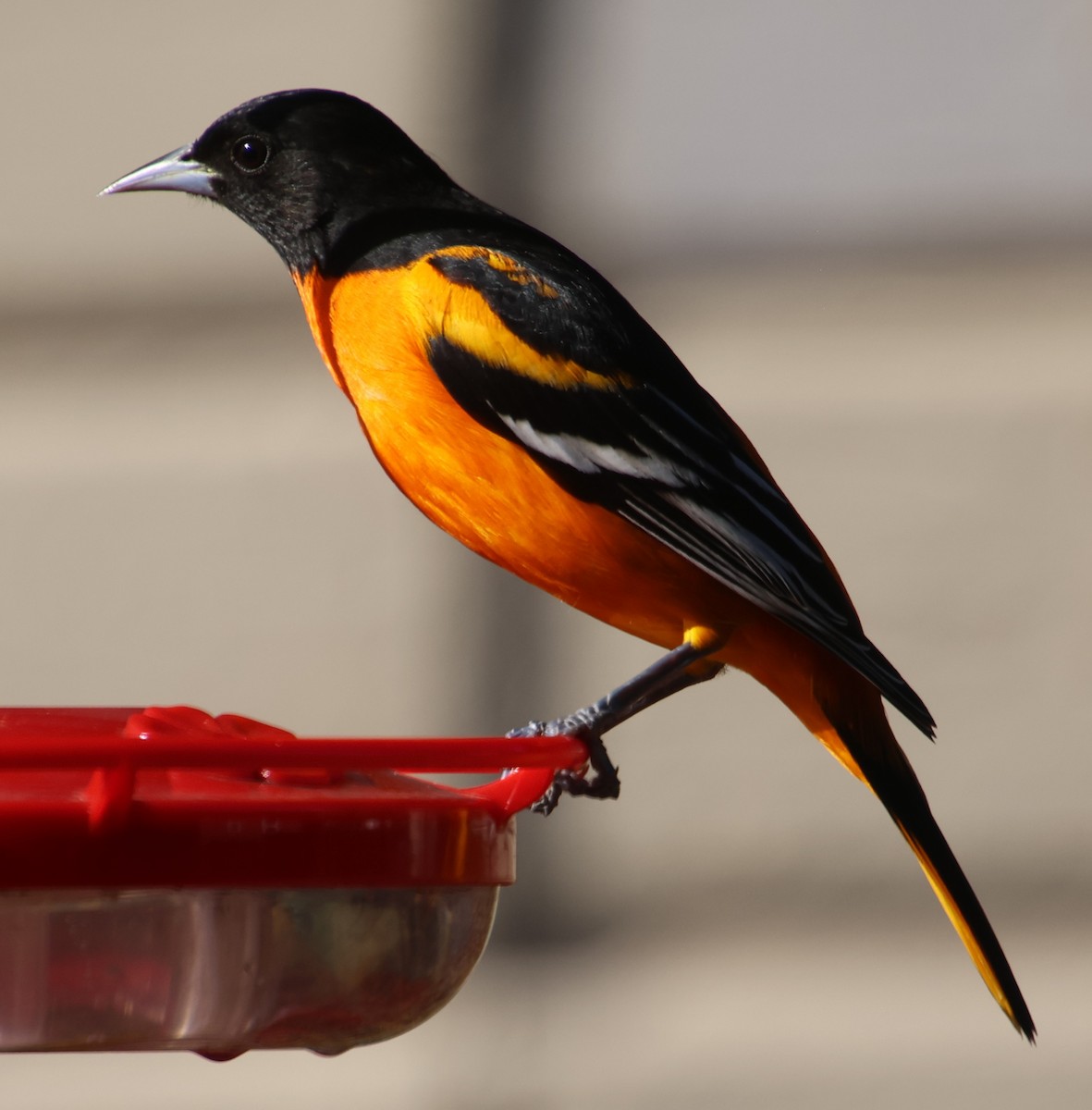 Балтиморский трупиал - ML645794924