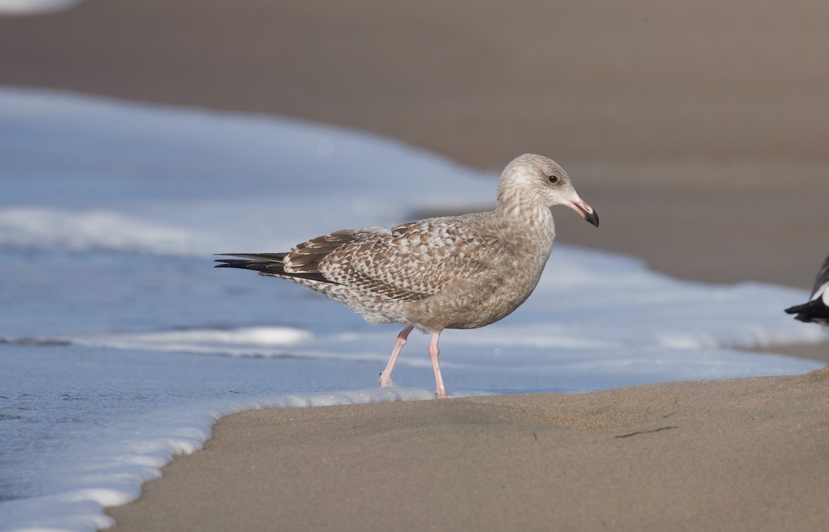 American Herring Gull - ML645794925