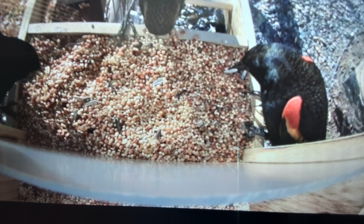 Red-winged Blackbird - ML645794933