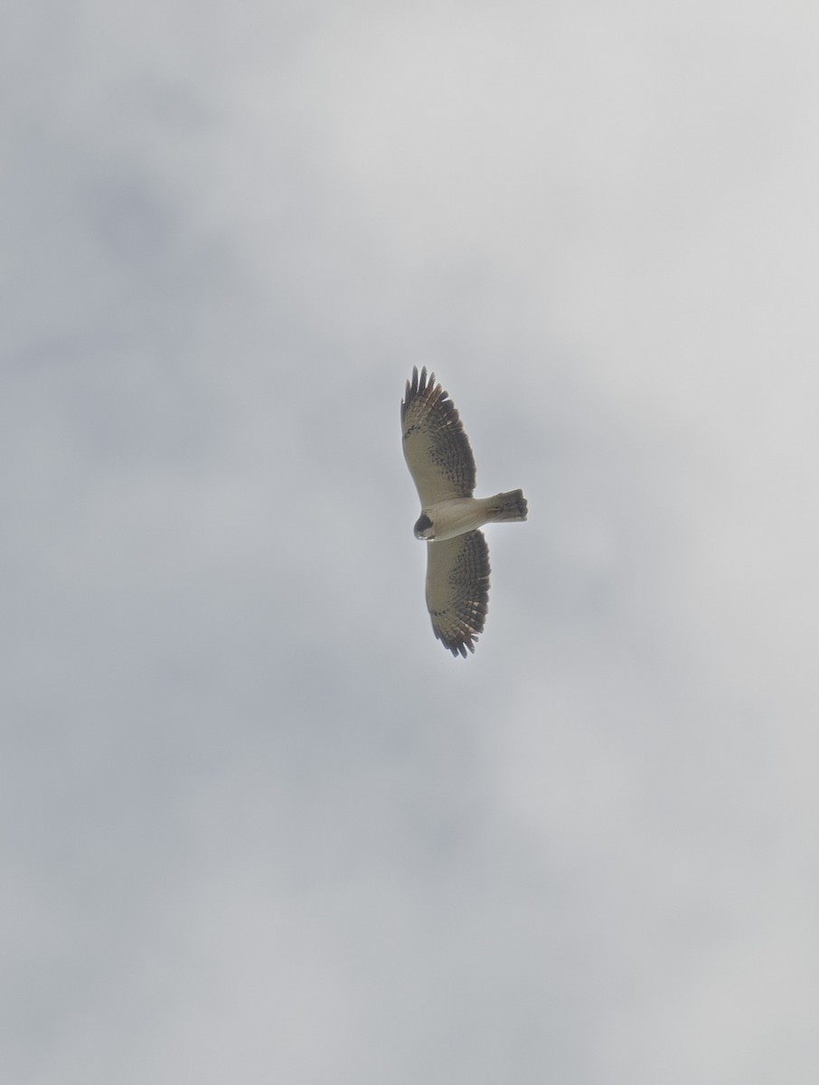 Short-tailed Hawk - ML645794936