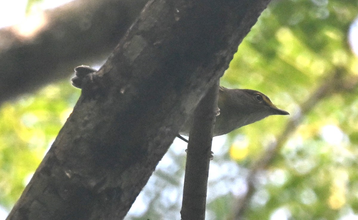 White-eyed Vireo - ML645794940