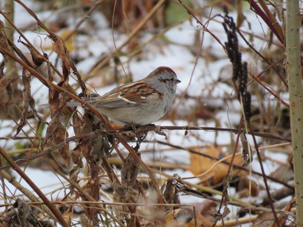 American Tree Sparrow - ML645794941