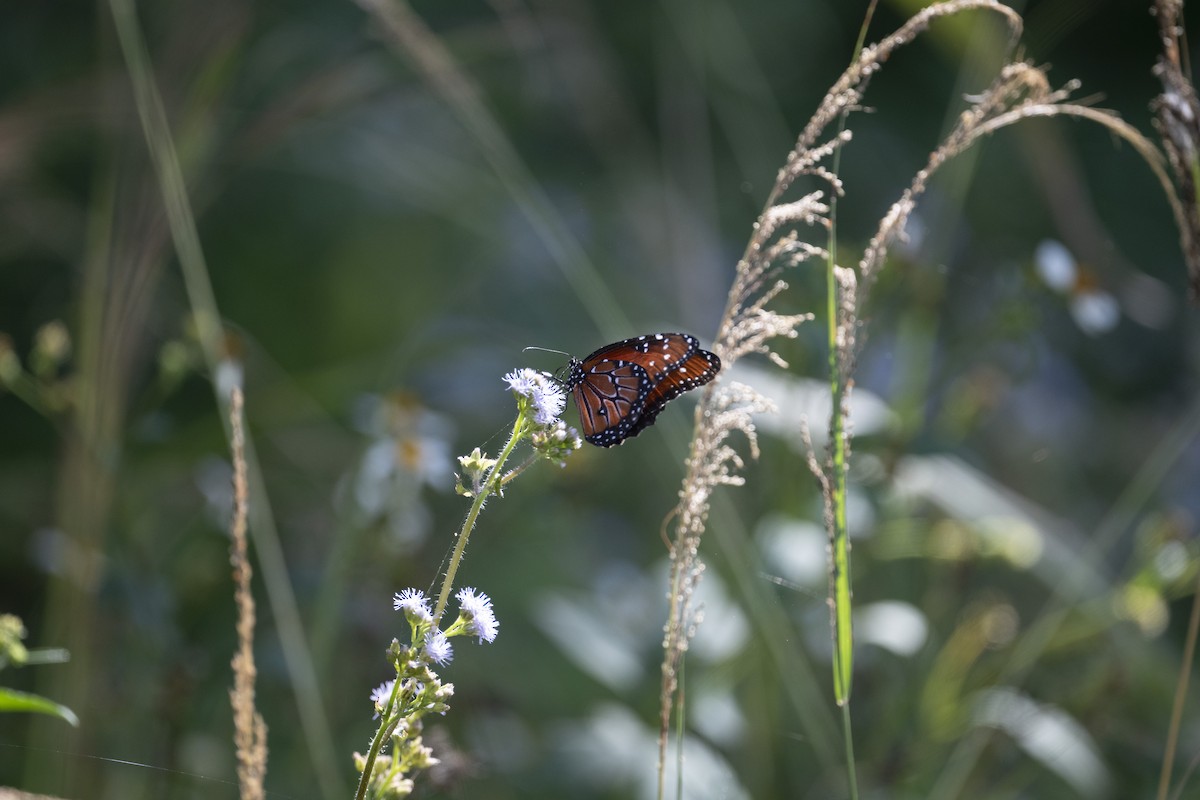 Animals - ML645794947